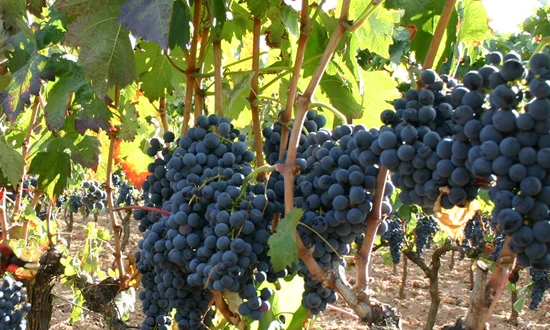 Tu bodega vende una ladera; tu web, una botella