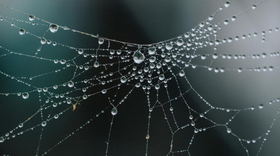 Telaraña, ejemplo de arquitectura "web"